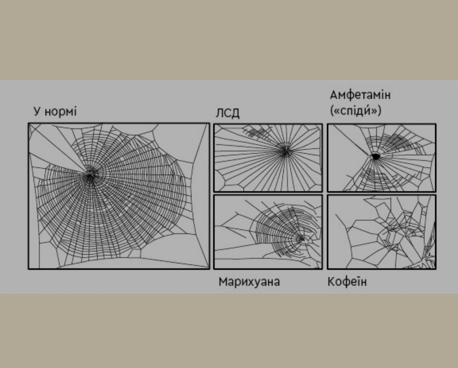 Це зображення супроводжує розповідь про вплив кави та інших стимулюючих речовин на організм на прикладі експериментів NASA з павуками.